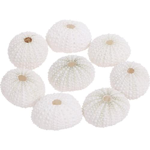 1/3/5PCS Hot Selling Cheap Wholesale Natural Sea Urchin Shell Conch Tillandsia Potted Plant For Home Decoration