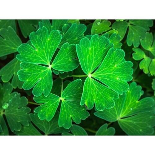 5D Diamond Painting Landscape Pattern Rhinestones Pictures Diamond Embroidery Lucky Clover Diamond Mosaic Christmas Decorations