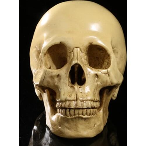1:1 Human Skull Resin Model Anatomical Medical Teaching Skeleton Yellow