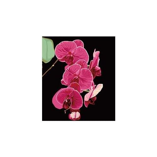 MaHuaf-X1218 Phalaenopsis Moth Orchid painting by numbers hand painted coloring by numbers on canvas Wall Pictures Living Room