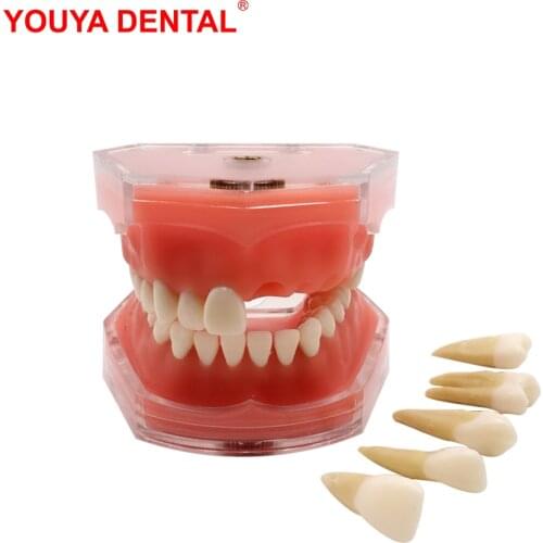 Dental Model All Tooth Removable Normal Typodont Teeth Teaching Model Oral Medical Study Demonstration Dentistry Dental Products