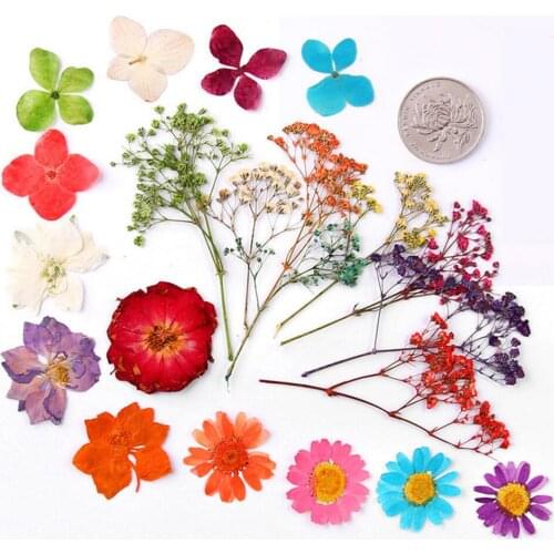 100pcs Mixed Pressed Natural Dried Flower Filler Plant Herbarium For Jewelry Postcard Bookmark Phone Case Invitation Card DIY