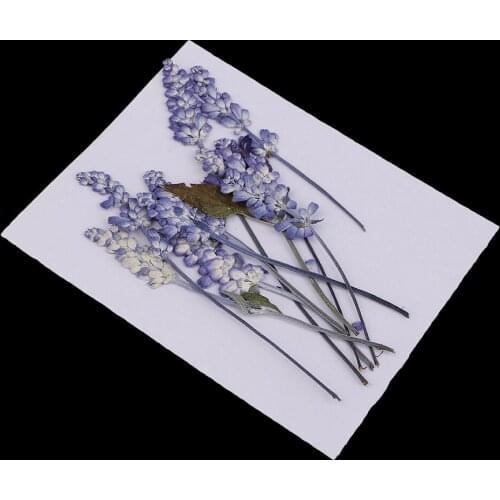 10 Pack Real Dried Flowers Petals Pressed Sage Flower for DIY Scrapbooking