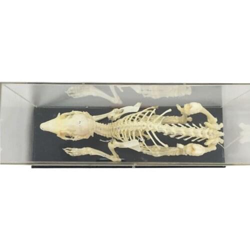 Rabbit Bone Specimens Middle School Biological Experimental Equipment