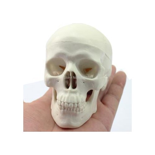 Skeleton model Mini skull model Medical model Teaching model