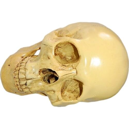 Yellow 1:1 Human Head Skull Resin Anatomical Skeleton Split Model Decor