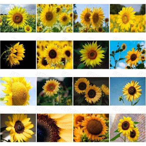 Diamond Painting Sun Flowers Plant World Compositae Will Grow Sunflower Seed When The Yellow Flowers Open Against The Sun Poster