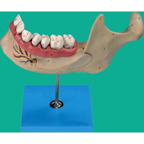 Lower Jaw of adult, Dentition model, teeth dental model