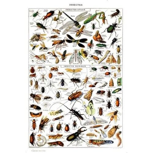 More Style Vintage Adolphe Millot Encyclopedia Fruits Insects Classic Art Film Print Silk Poster Home Wall Decor 24x36inch