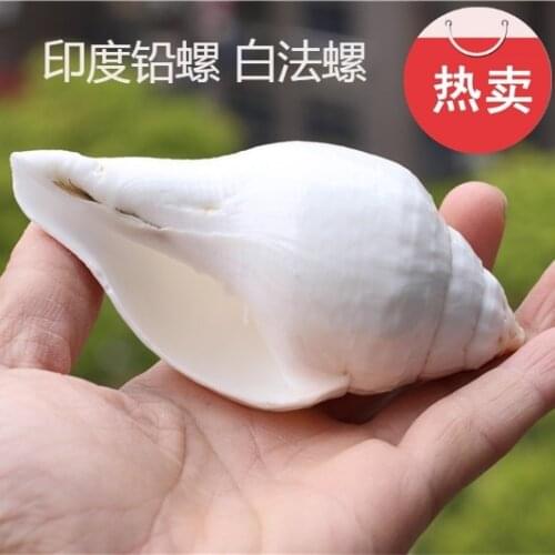 Natural conch shell, Nepalese right-handed white conch, Indian lead conch collection gift, ornament, horn instrument