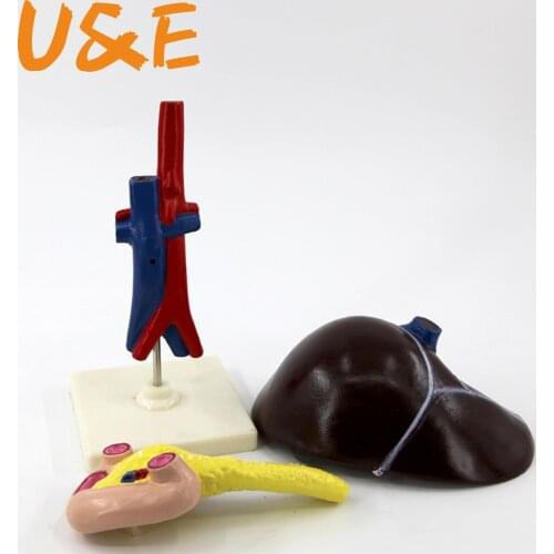 Life Size 1:1 Liver model Human Digestive System Hepatic Portal Medical Model Spleen Pancreas Duodenal Model Structure