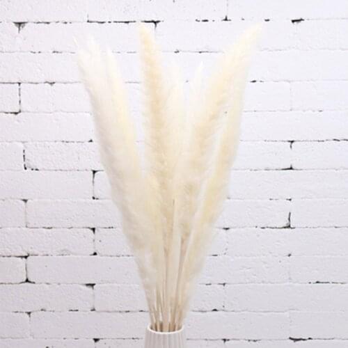 20pcs High quality wedding flower bunch natural dried small pampas for home decor Beige