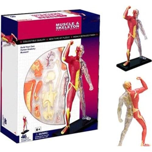 Mini Human Musculoskeletal assembly model 46 pcs Assembled Human Anatomy Model Gift for Children