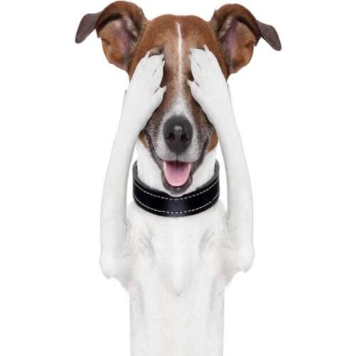 New Beagle Dog Poster Custom Satin Poster Print Cloth Fabric Wall Poster Print Silk Fabric Print Poster No frame