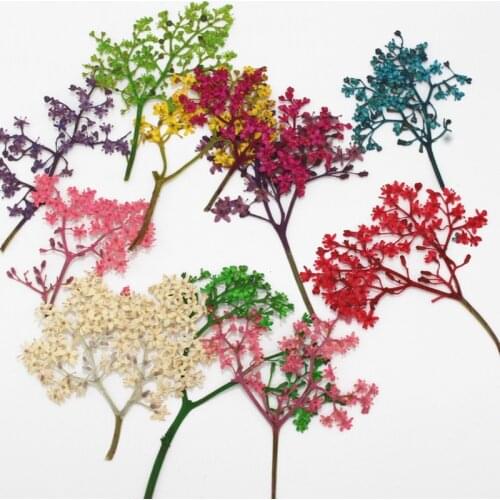 Blood Covered Grass Dried Flowers Embossed Plant Specimens Children Handmade Photo Frame Bookmark Pressed Flowers