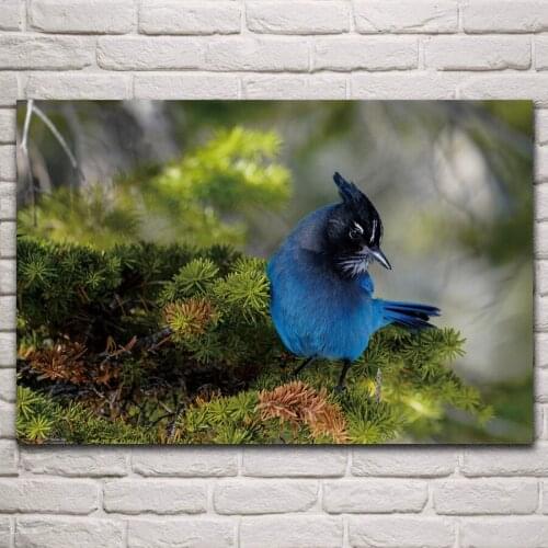 Blue jay birds blurry background wild animals fanart living room home wall art decor wood frame fabric poster KP216