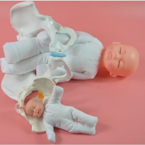 Female Labor Demonstration Pelvis Model Including Baby Pelvis Midwifery Delivery Demonstration