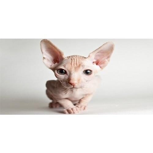 Cute Sphynx Cat Kitten Beach Bath Swimming Pool Towel Sphynx Cat Breed Photo Travel Towel Microfibre Birthday Gifts 70X