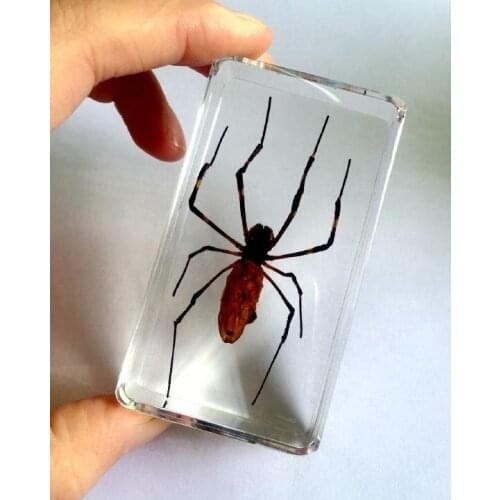 FREE SHIPPING Trendy Real Spider Jewelry Magic Specimen Gift