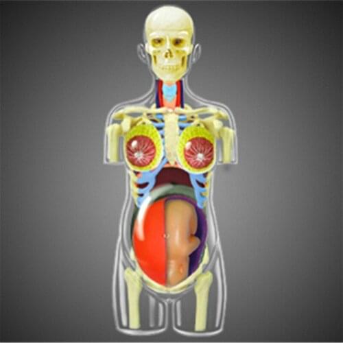 Human 1:6 pregnant organs anatomy 4D master puzzle assembly toys Medical models