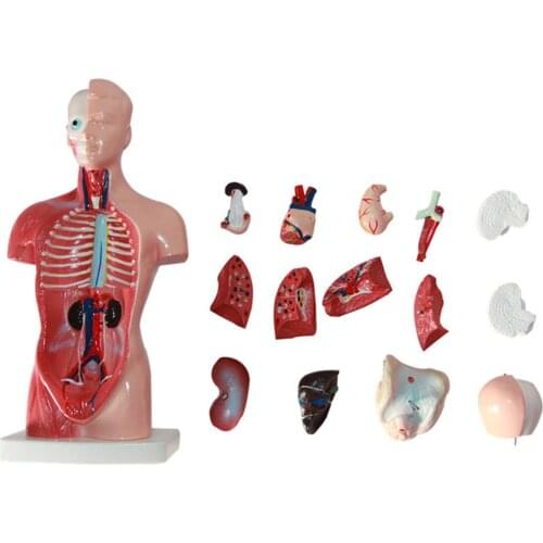 Human Body Model Torso Anatomy Anatomical Medical Internal Organs Skeleton Visceral Brain Anatomical Simulated Teaching 28cm