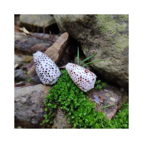 Natural Shell Conch 3-6cm Speckled White Jade Specimen Home Collectibles Corn Taro Fish Tank Set