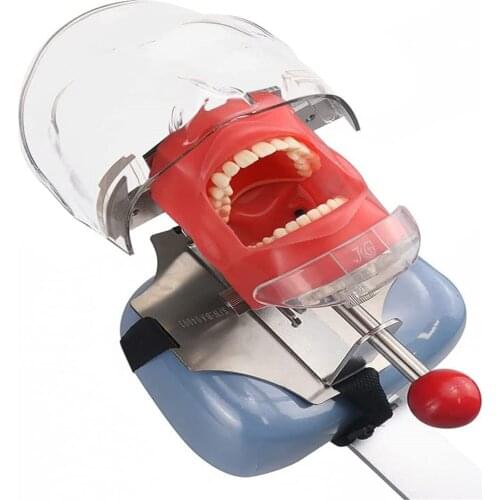 Dental Simulator Nissin Manikin Phantom Head Dental Phantom Head Model Bench Mount for Dentist Education