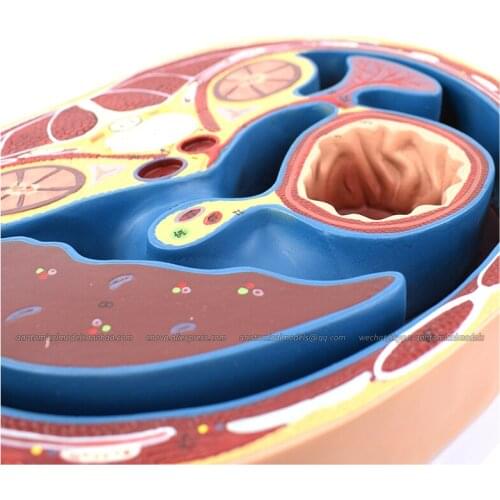 12721/CMAM Schematic Cross Section through Thorax (T8), Medical Anatomical Human Body for study