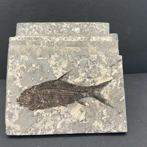1pcs Natural Jianghan fish Tail Fossil Ancient Fossils Teaching Specimens Collection home decoration gift