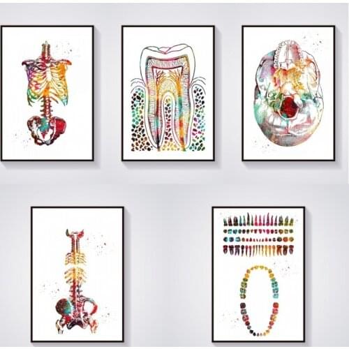 Skeleton Torso Skull View Spine Vertebrae Teeth Breast Tooth Structure Anatomy Medical and Scientific Canvas Painting Poster