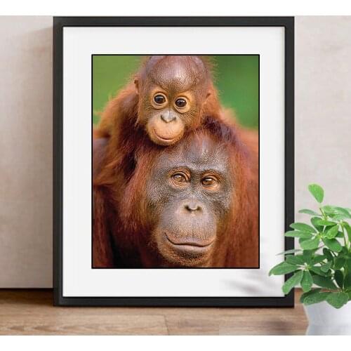 Diamond Painting Cross Stitch Orangutan 5D DIY Full Dill Square Animal Rhinestone Diamond Embroidery Mosaic Home Decor