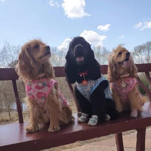 Dog Cool Vest Dog Summer Thin Clothes Cat Breathable Coat Pet Hawaiian Vest Puppy Breathable Costume Chihuahua Accessories