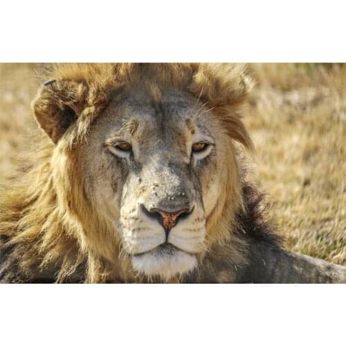 DIY Diamond Painting 3D Animals, lazy lions Square Round Drill Diamond Embroidery Mosaic living room Decoration Cross stitch