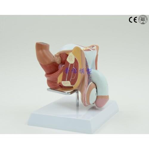 Andrology Male Urinary System Model Reproductive System Testicle Penile Anatomical Model