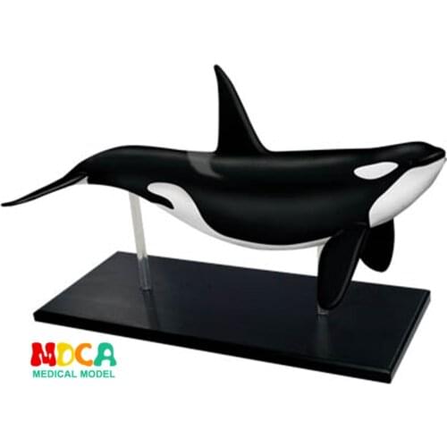 Whale 4d master puzzle Assembling toy Animal Biology organ anatomical model medical teaching model