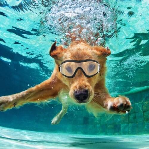 2020 HOT Adjustable Pet Dog Goggles Sunglasses Anti-UV Sun Glasses Eye Wear Protection Waterproof Sunglasses Pet Dog Supplies