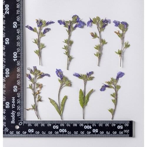 120pcs Pressed Dried Mazus stachydifolius Flower Herbarium For Epoxy Makeup Jewelry Postcard Invitation Card Phone Case DIY