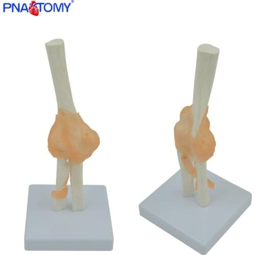 Life size human elbow bone model medical teaching tool educational model skeleton anatomy PNATOMY