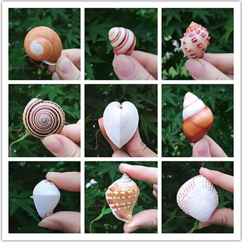 Pocket Specimen Small Conch Shell Home Micro-Landscape Decoration Handmade Lesson Material Platform Wall Sticker Wishing Bottle