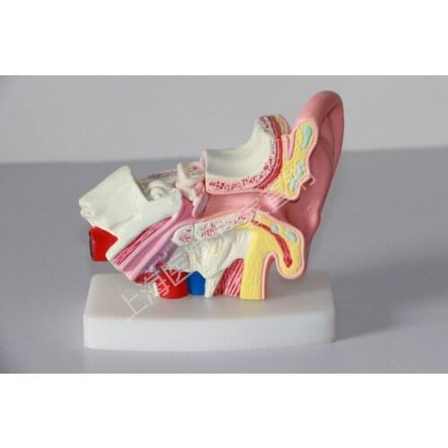 Desktop ear anatomical model mini ear model