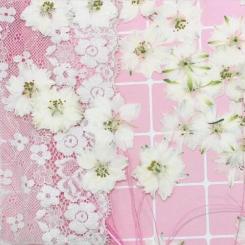 60pcs Pressed Dried White Consolida Ajacis Flowers Plants Herbarium For Jewelry Phone Case Frame Postcard Making Accessories