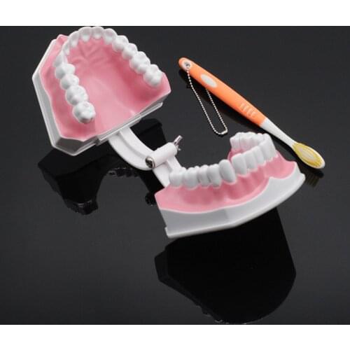Dentistry ItemTeaching Model instrument for Tooth Care Child Kid Teaching Study For Dental Supplies
