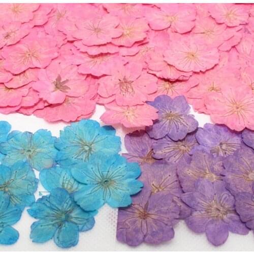 120pcs 30-35mm Cherry blossoms Pressed Dried Flower Filler For Epoxy Resin Jewelry Making Postcard Frame Phone Case Craft DIY