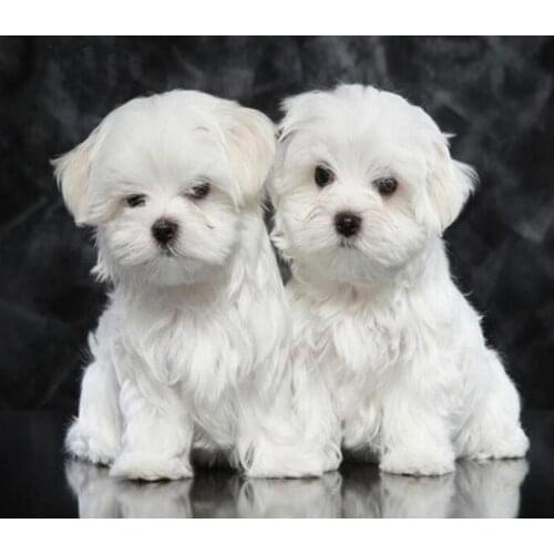 Hobbies and Crafts Full Diamond Embroidery 5D Diy Diamond Painting Sale Autumn Maltese Dog Mosaic Diamonds Picture Embroidery