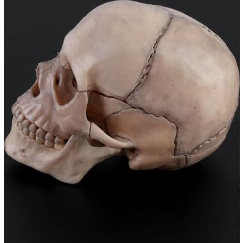 15pcs/set 4D Disassembled Skull Anatomical Model Detachable Teaching Tool M5TE