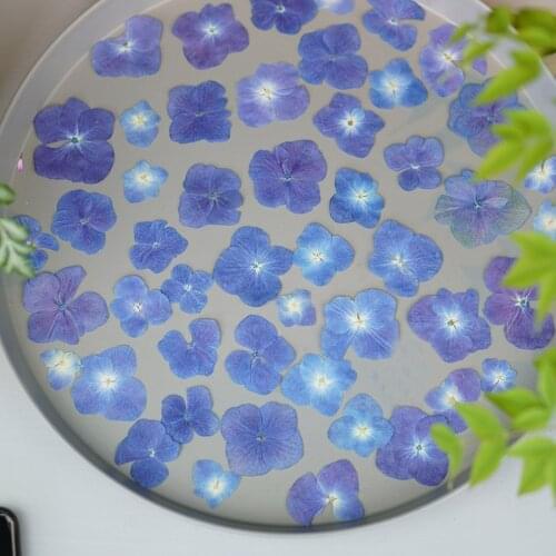 60pcs Pressed Dried Natural Deep Blue Hydrangea Macrophylla Flower Plants Herbarium For Jewelry Phone Case Bookmark Craft DIY