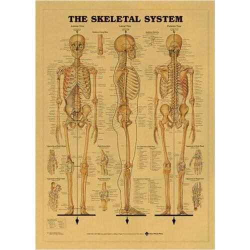 Vintage The Skeletal System Medical Poster Room Decoration Stickers Wall Decor Kraft Paper Home Decor Wall Sticker Posters