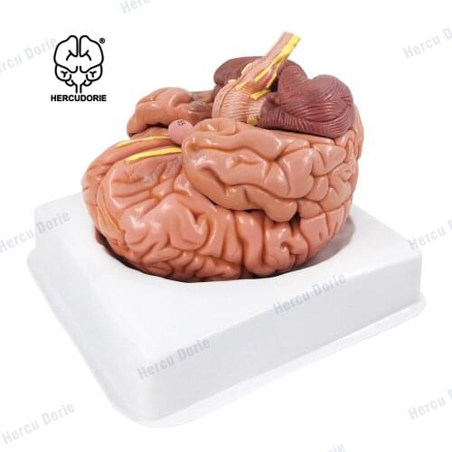 Scientific Deluxe 8-Part Human Brain Model | Shows Major Lobes and 41 Anatomical Features of the Human Brain