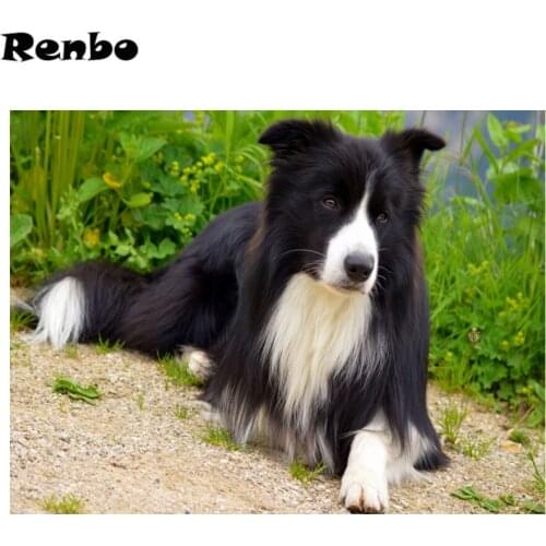 5D Diy Diamond Painting Border collie dog Diamond Embroidery Cross Stitch mosaic Rhinestone Painting 3d Diamond mazayka