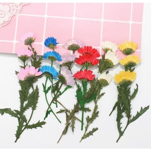Side Pressure Belt Dendrite Chrysanthemum Dried Flower Embossing DIY Handmade Glue Mobile Phone Case Material